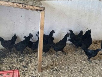 Ayam Cemani