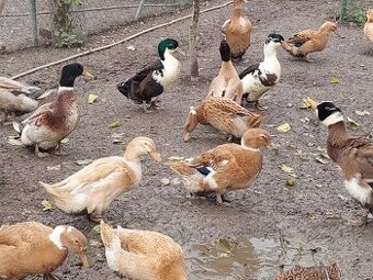 Kacice mlade farebne - 1