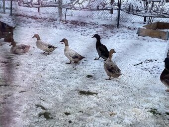 Predám čiarkovane kačice