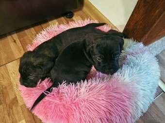 Cane Corso Šteniatka - 1