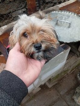 Predám fenku malého zrastu