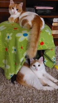 dvaja kocúri len pre vážneho záujemcu