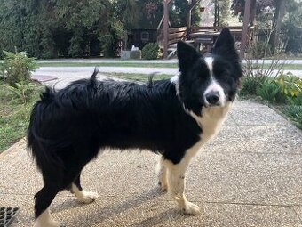 Hľadá sa borderkolia