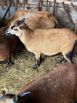 Predám Kamerunsku ovcu