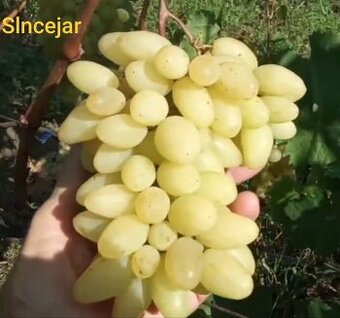 Predám sadenice viniča