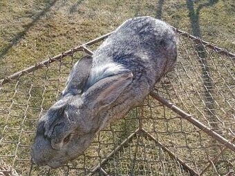 Predám králiky Šarišský obrovity