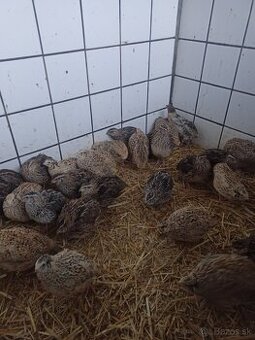 Japonské prepeličky