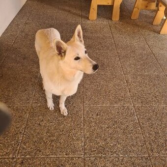 Biely švajčiarsky ovčiak- šteniatka