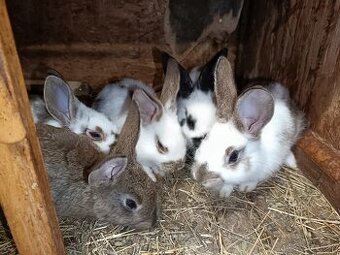 králiky, zajace