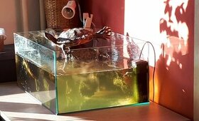 Akvárium - Teratórium   /korytnačky, ryby, hady/