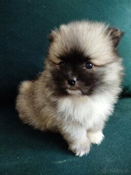 Pomeranian +nemecký špic