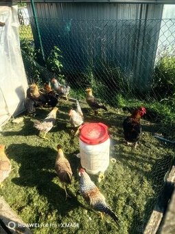 Cream legbar marans