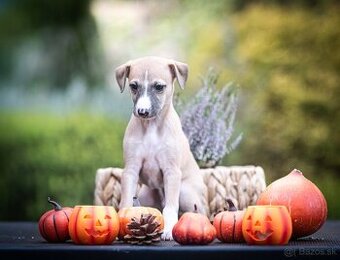 Whippet, vipet