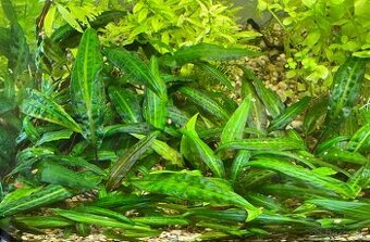 CRYPTOCORYNE - 1
