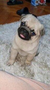 Mops
