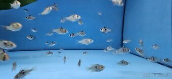 Cichlidka ramirezova