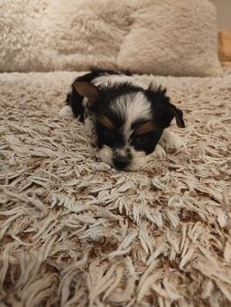 Predám krásne šteniatka Yorkshirsky terier biewer