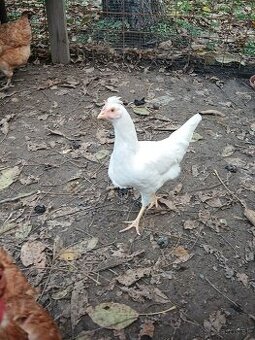 Nasadove vajicka domaci mix