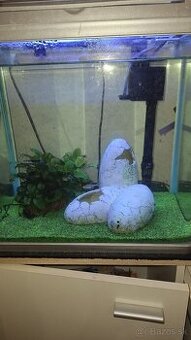 Darujem asi 4 rybycky