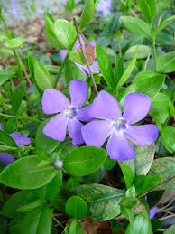 zimozelen podopokryvna trvalka