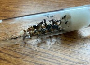 Predam Messor structor mravec, mravce
