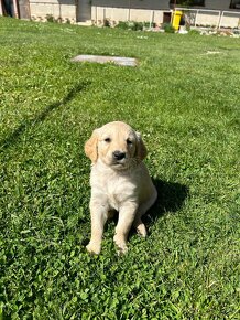 Zlatý retriever