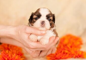 ❤ Shih-Tzu šteniatka