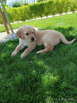 Zlatý retriever šteniatka