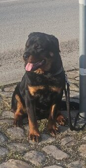Predám rottweilera