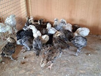 Araukany, Ayam cemani, Hodvábničky