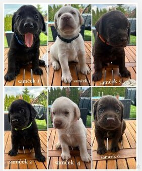 Labrador-šteniatka
