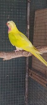 Prince alexandrin