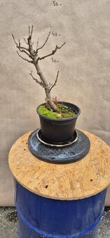Bonsai Javor