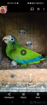 Samica Amazon Ventralis Amazona Haitsky
