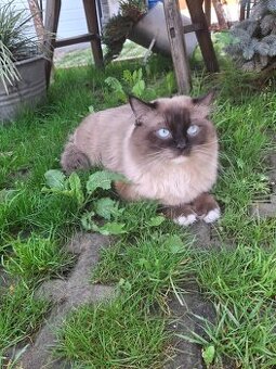 Ragdoll