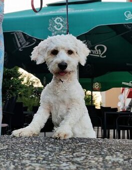 Maltipoo Tony❤️