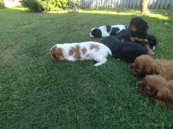 Šteniatka Cavalier king Charles španiel, kavalier