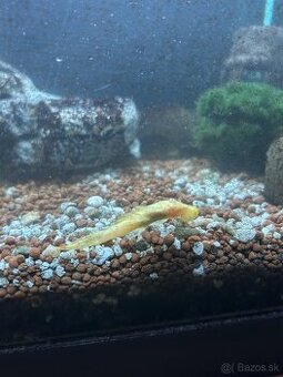 Prísavník obyčajný