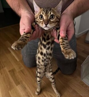 Dve krásne bengálske mačiatka na adopciu.
