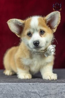Predám sučku plemena Welsh Corgi Pembroke