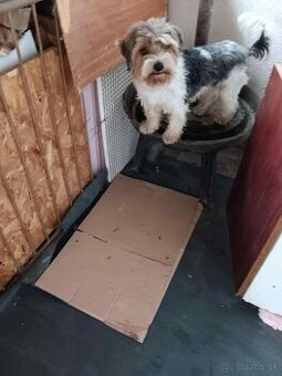 3 ročná fenka bieweryorkshire terier