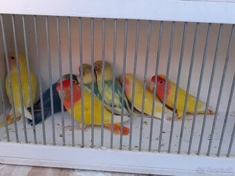 Agapornis škraboškový a ružovohrdlý