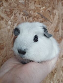 Ušľachtilé morčiatka