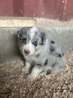 Border kolia steniatko