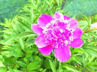 Ponúkam Vám zahradu na predaj