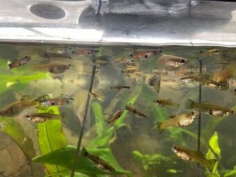 Predám gupky lacno.