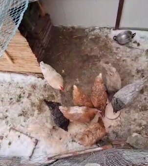 Predám sliepky a kohúta