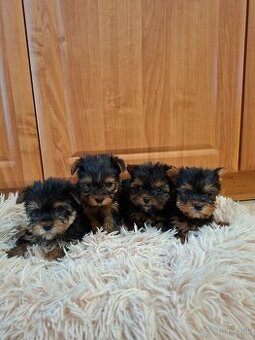 Yorkshirsky terier York