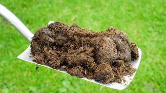 Darujem konsky hnoj za odvoz.