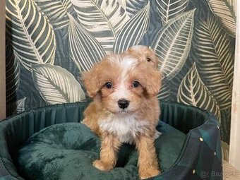 Maltipoo exkluzivní štěňátka